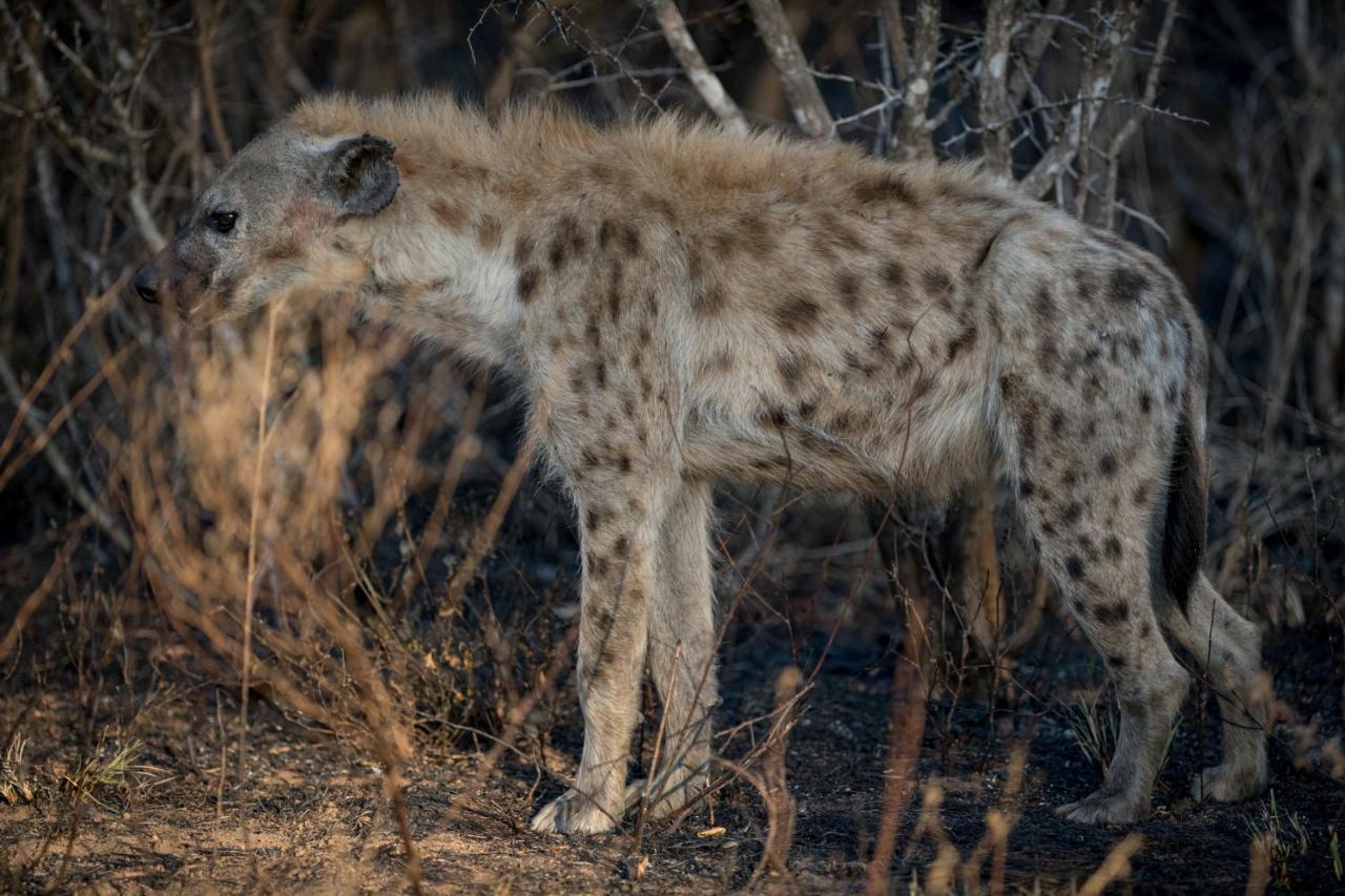 Nkuhlu Tented Camp สกูกูซา ภายนอก รูปภาพ
