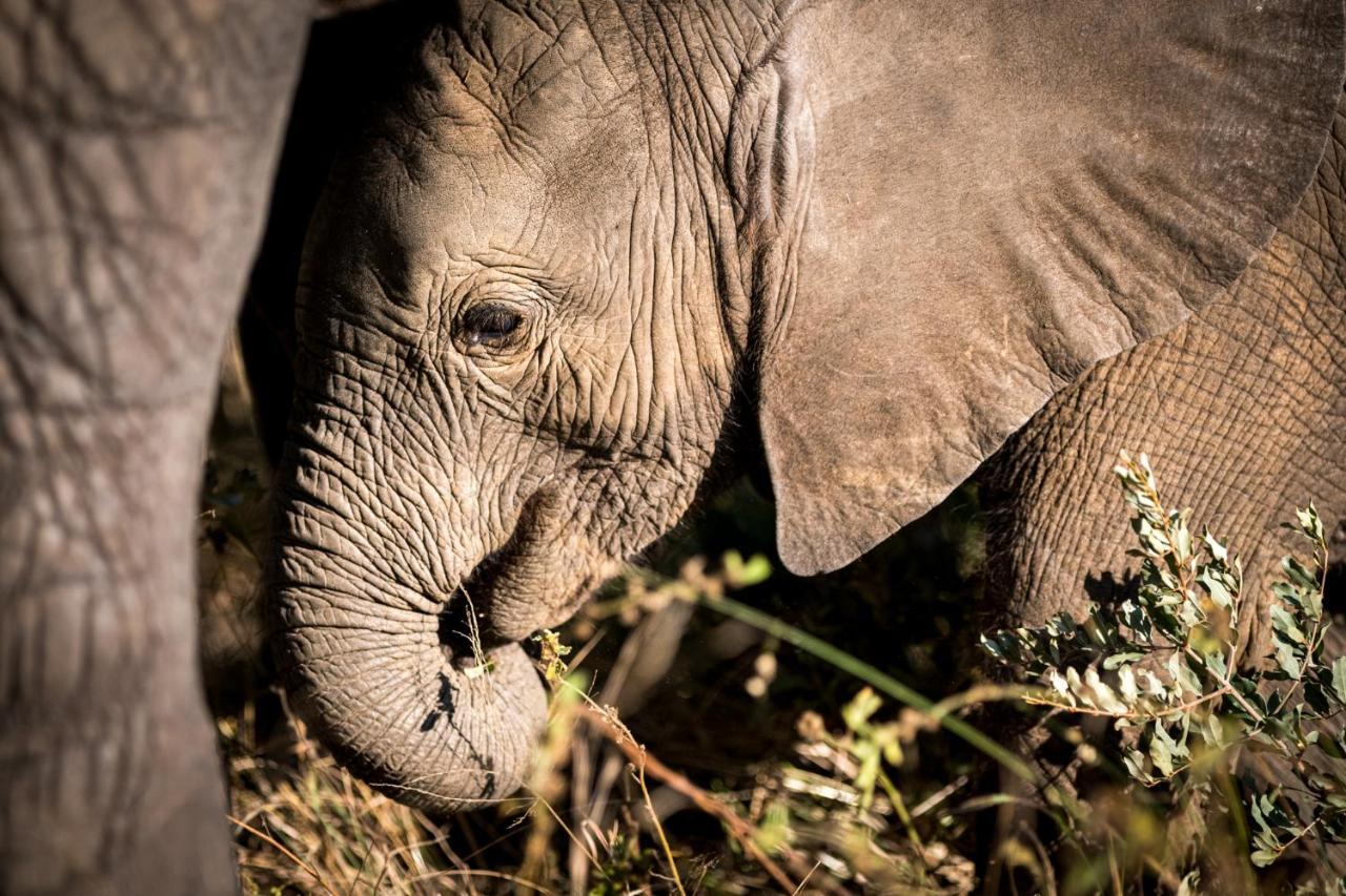 Nkuhlu Tented Camp สกูกูซา ภายนอก รูปภาพ