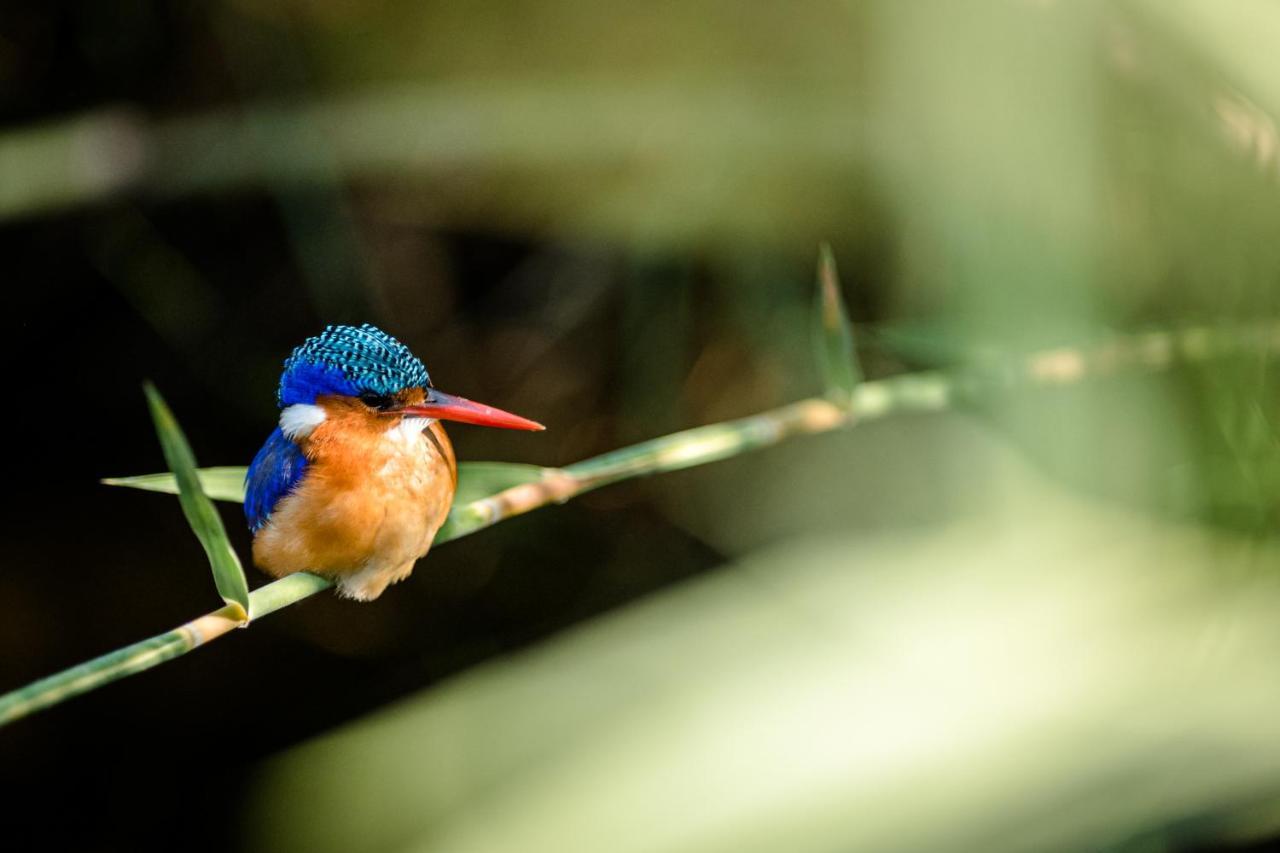 Nkuhlu Tented Camp สกูกูซา ภายนอก รูปภาพ