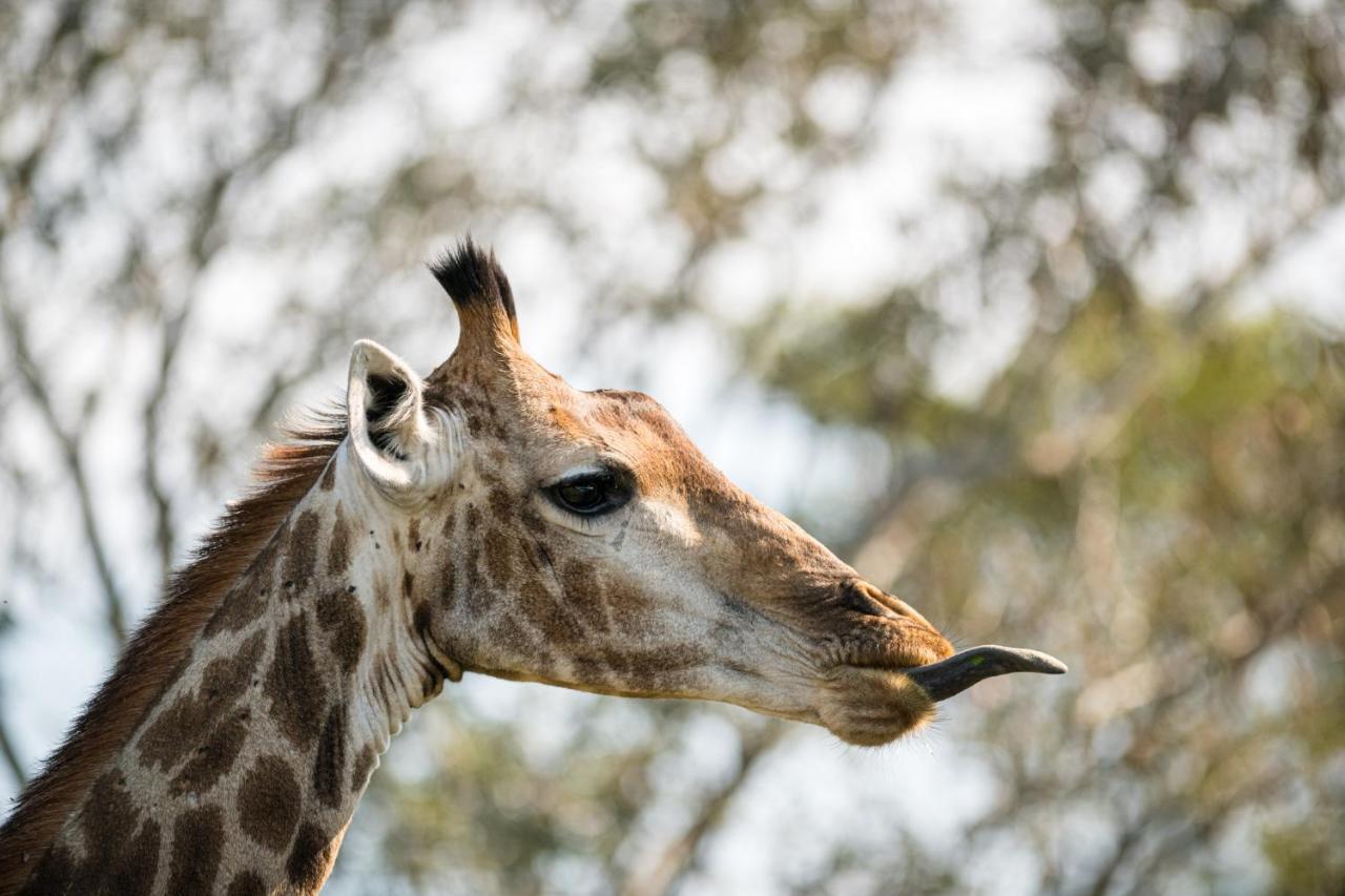 Nkuhlu Tented Camp สกูกูซา ภายนอก รูปภาพ