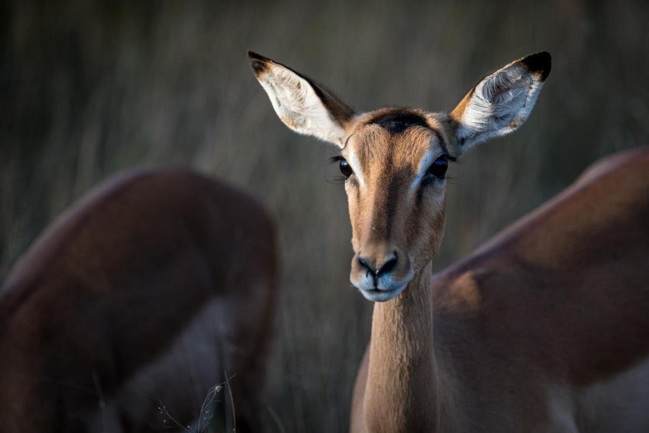 Nkuhlu Tented Camp สกูกูซา ภายนอก รูปภาพ