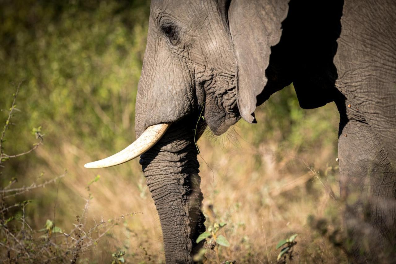 Nkuhlu Tented Camp สกูกูซา ภายนอก รูปภาพ