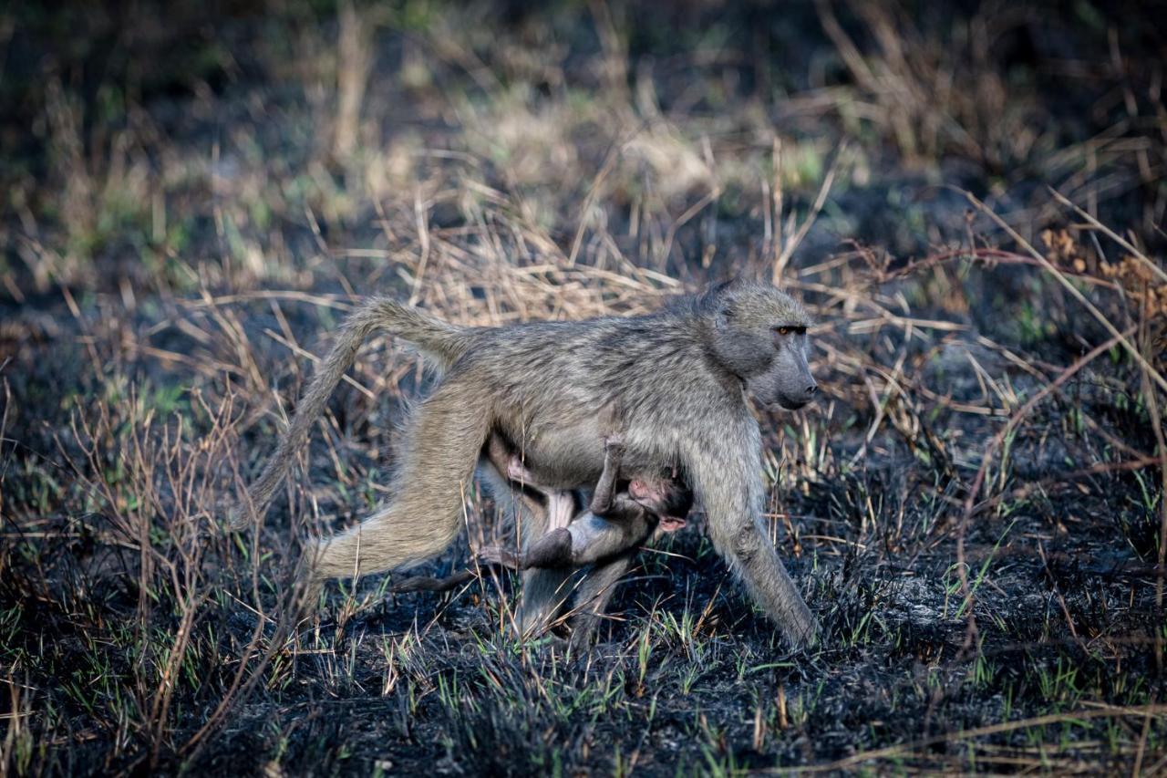 Nkuhlu Tented Camp สกูกูซา ภายนอก รูปภาพ