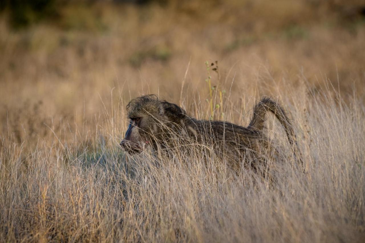 Nkuhlu Tented Camp สกูกูซา ภายนอก รูปภาพ