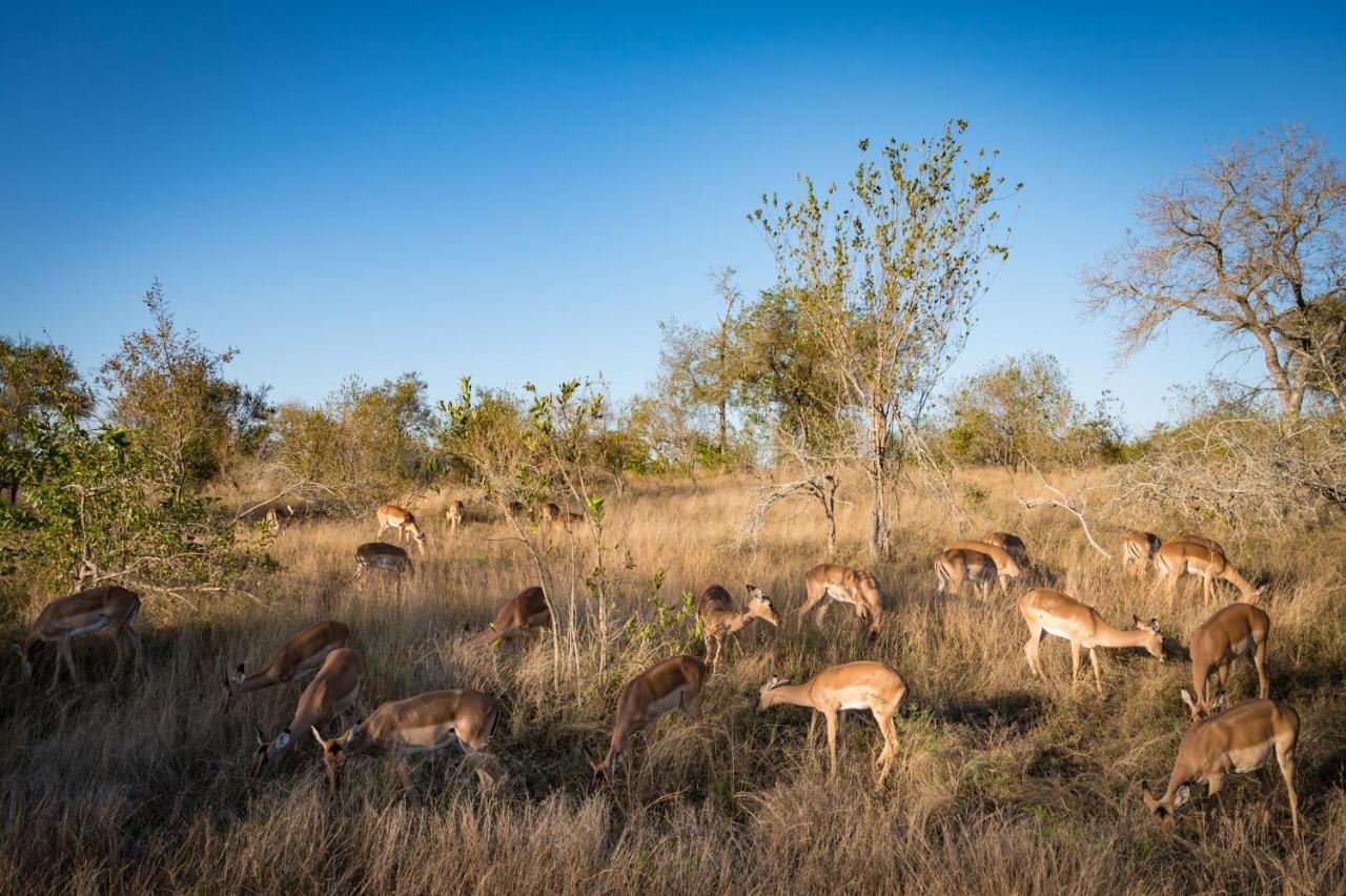 Nkuhlu Tented Camp สกูกูซา ภายนอก รูปภาพ